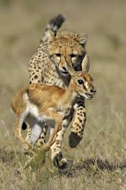 Illustration for article titled Caturday - Acinonyx jubatus Edition